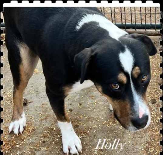 Photo of Holly