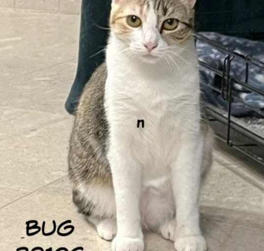 Photo of Bug