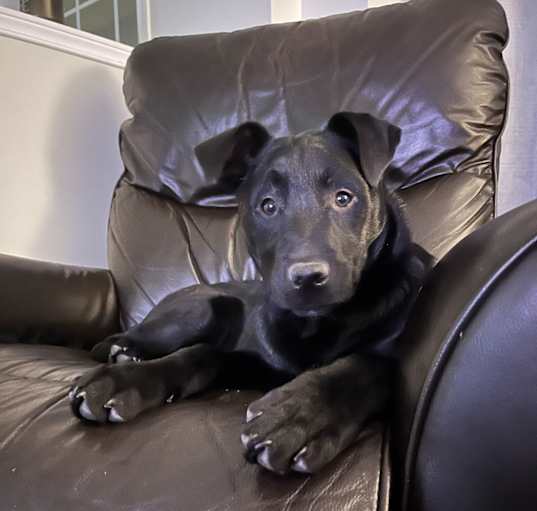 Photo of Hocus