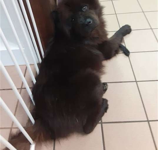 Photo of HARLEY