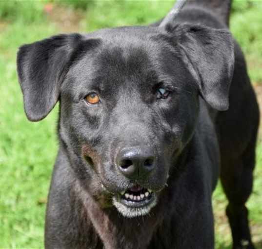 Photo of Bruno