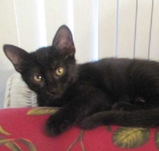 Photo of Poppy