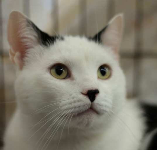 Photo of Martini