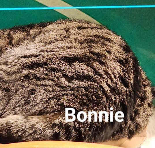 Photo of Bonnie