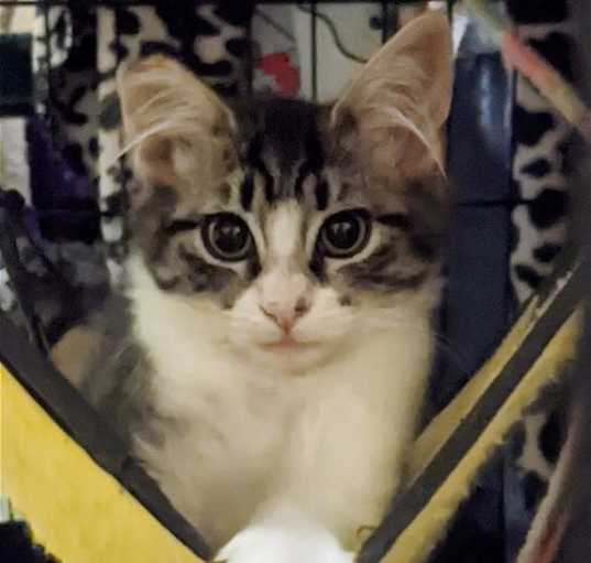 Photo of Rockette, Paper, Scissors Bonded Triplets