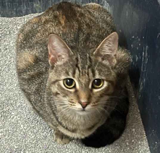 Photo of Brûlée