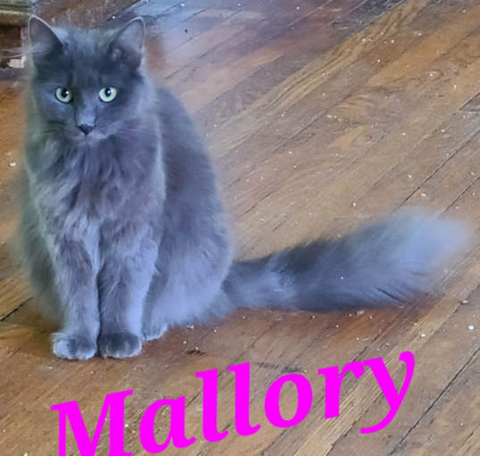 Photo of Mallory