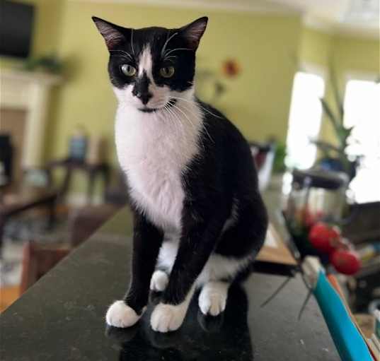 Photo of GENERAL MEOW