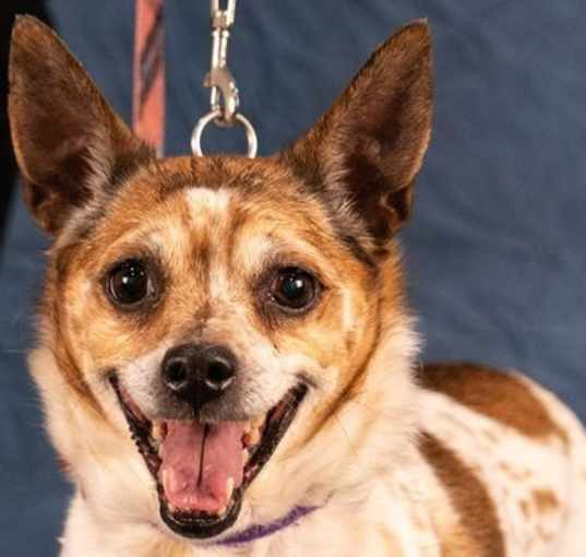 Photo of Ollie - Adopt Me!