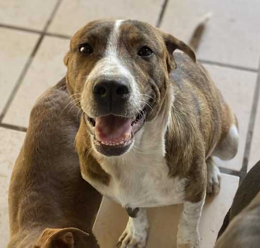 Photo of Brutus