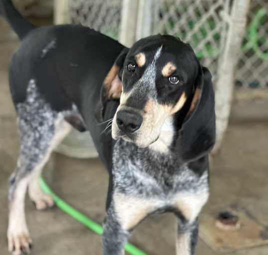 Photo of Boone