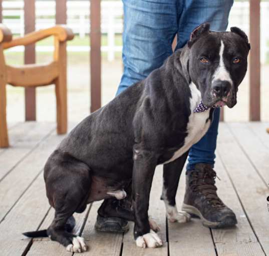Photo of Adonis
