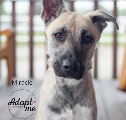 Photo of Miracle