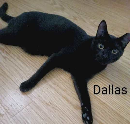 Photo of Dallas