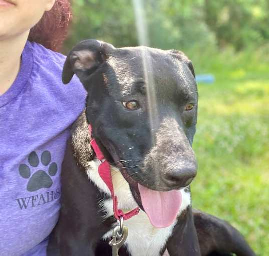 Photo of Pippa