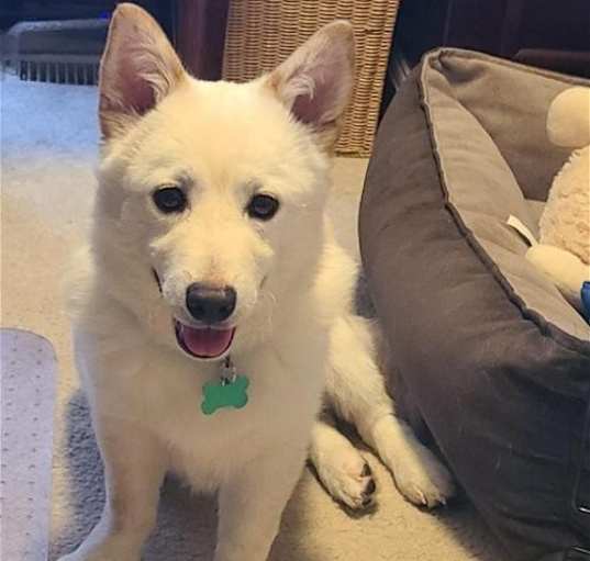 Photo of Aiden -Handsome Jindo Mix