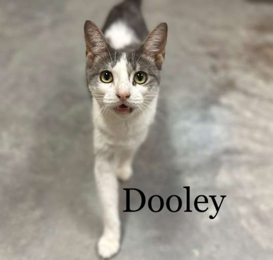 Photo of Dooley