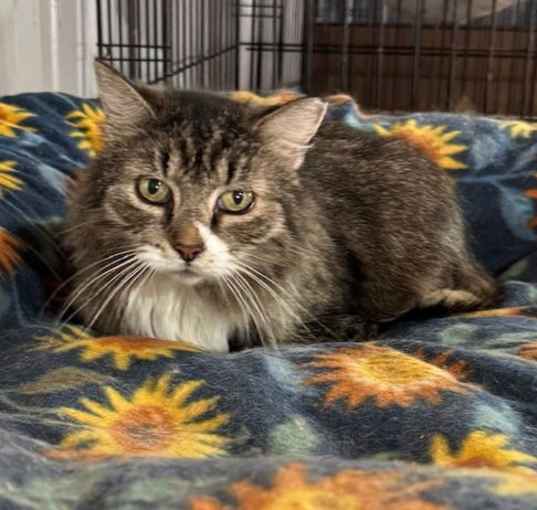 Photo of Mittens