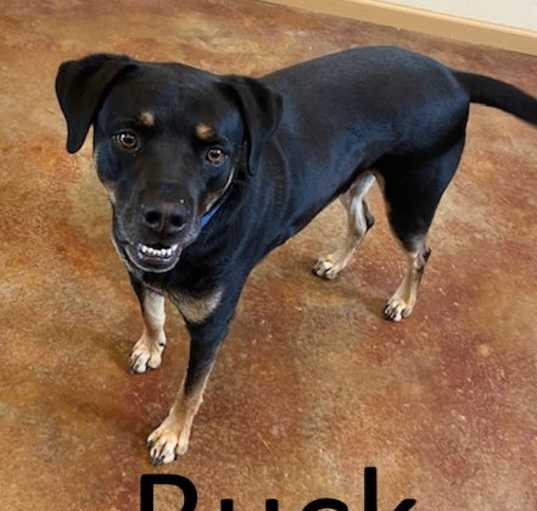 Photo of Buck