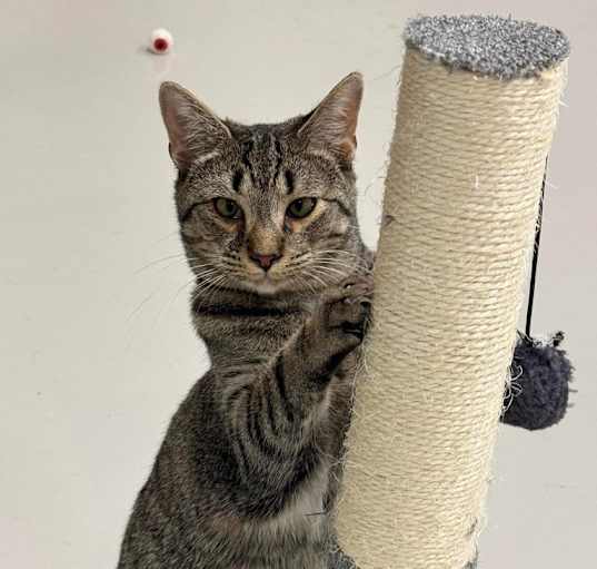 Photo of Caspian