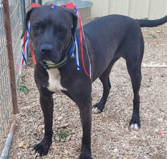 Photo of Willow