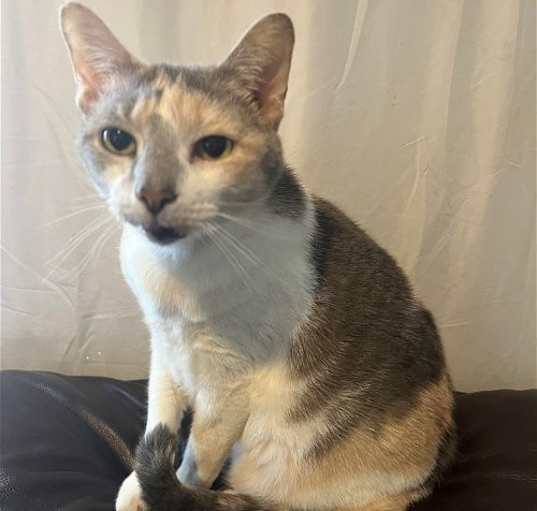 Photo of zz 'Kezia' courtesy listing