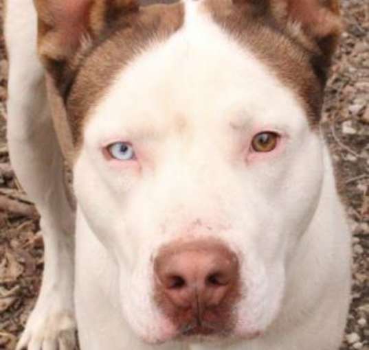 Photo of Cochise