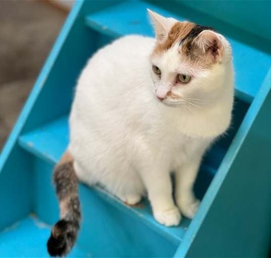 Photo of Ginger