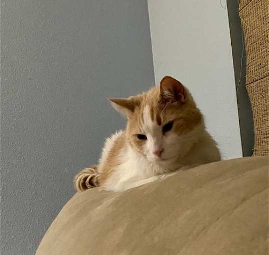 Photo of Saffron