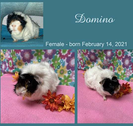 Photo of Domino