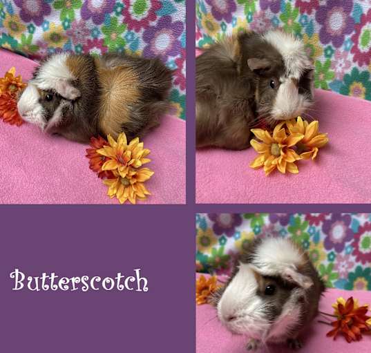 Photo of Butterscotch