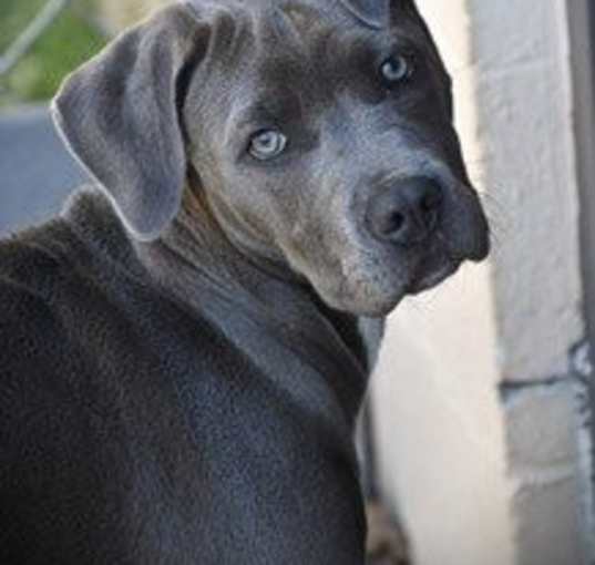 Photo of Sophie Gorgeous Little 5 Month Old Blue Girl