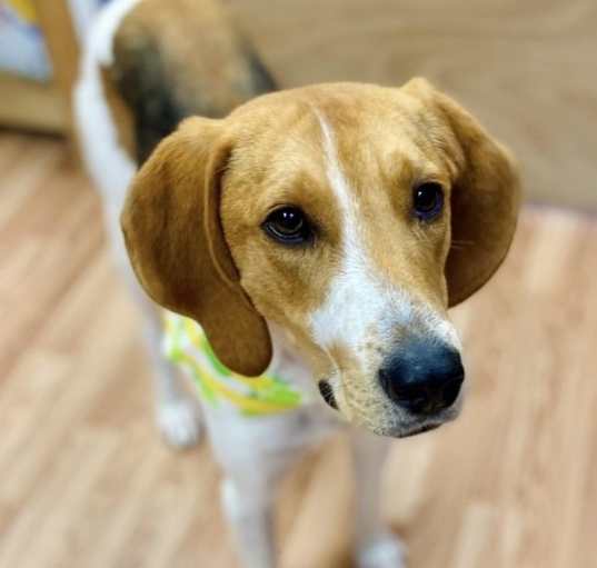 Photo of Lucky