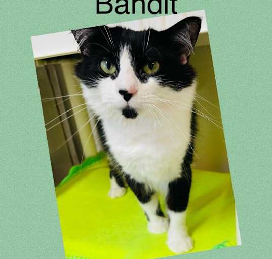 Photo of Bandit