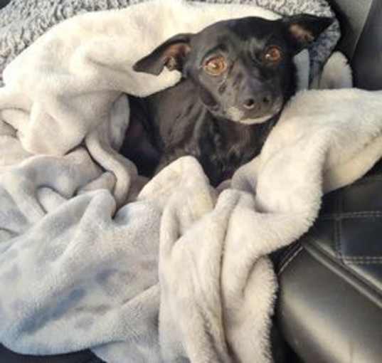 Photo of BUSTER