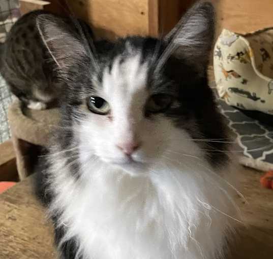 Photo of Apollo