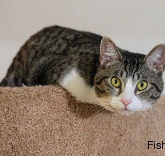 Photo of Fisher