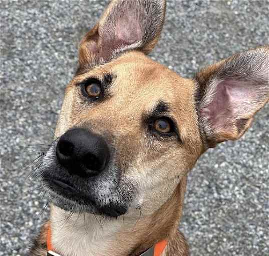 Photo of Clover
