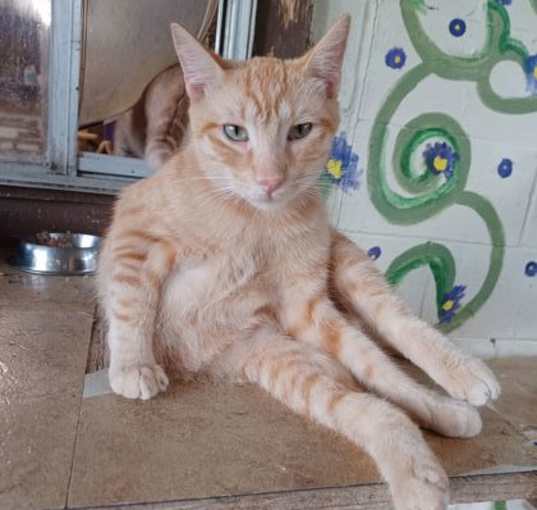 Photo of TOMMY TOMATO