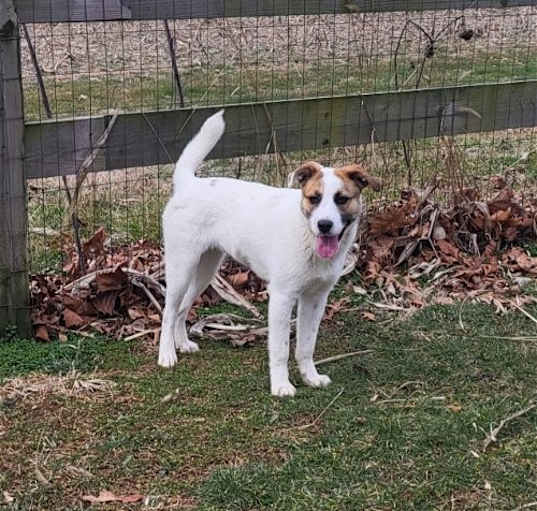 Photo of Beezie