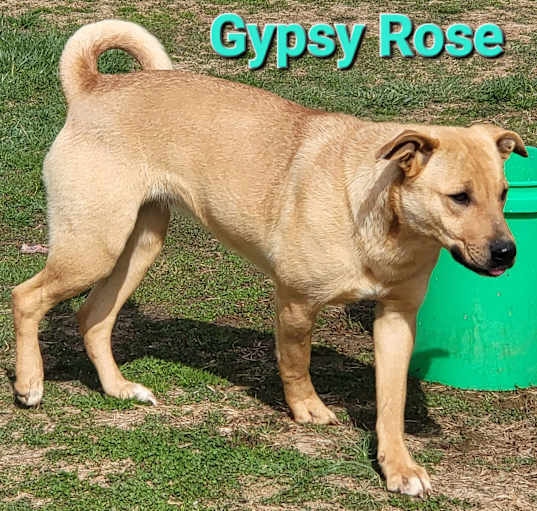 Photo of Gypsy Rose