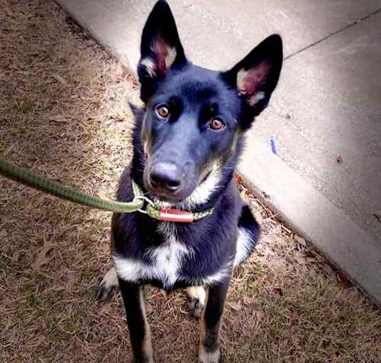 Photo of Shadow