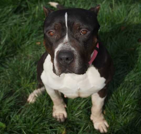 Photo of Athena (REDUCED FEE)