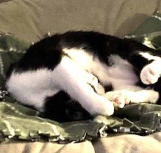 Photo of Luna