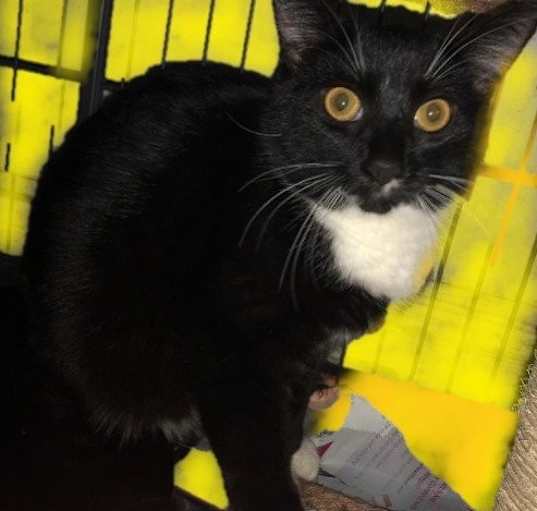 Photo of Spazzy