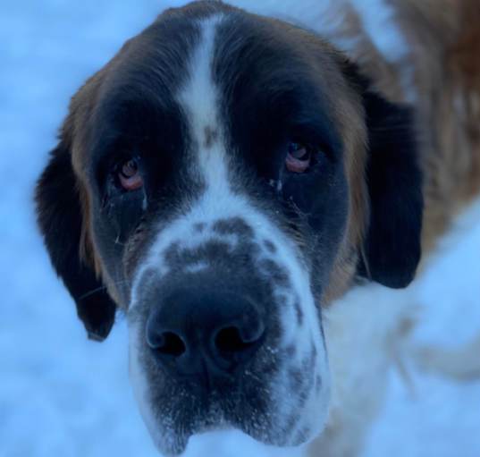 Photo of Dixie