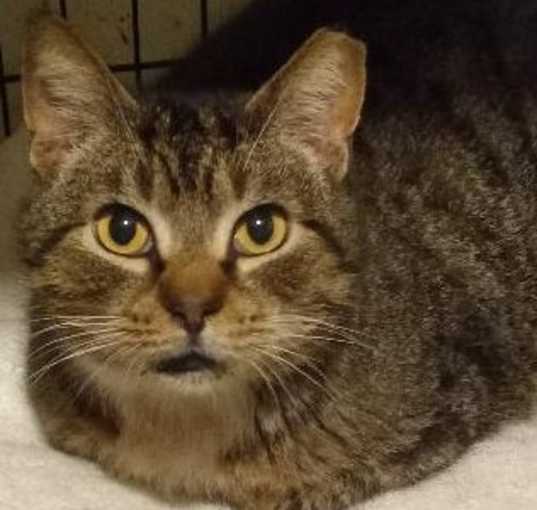 Photo of Pezzy