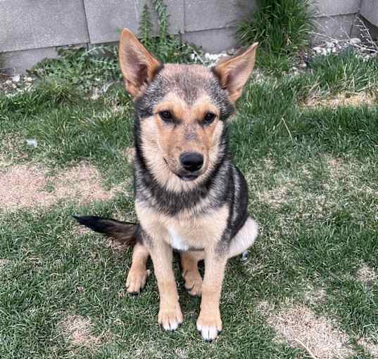 Photo of Olive
