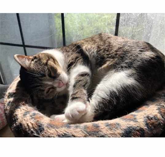 Photo of Mattie - Courtesy Post