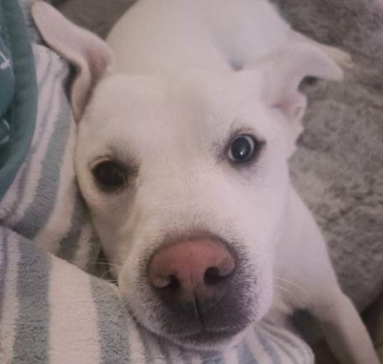 Photo of Jalapeno**Foster Home**